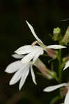 Cardinal flower